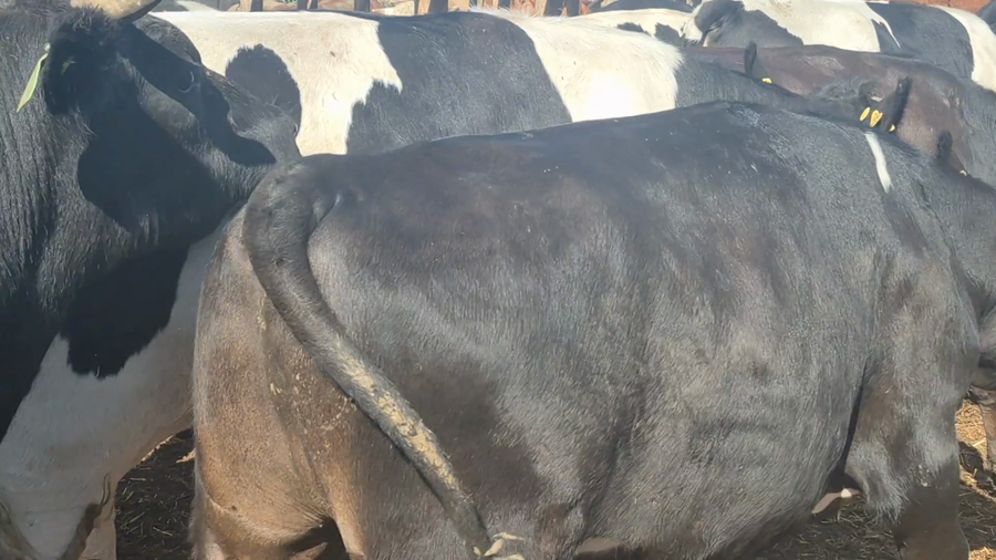 Lote 45 Novillo Gordo en Yerbas Buenas, VII  Región Maule