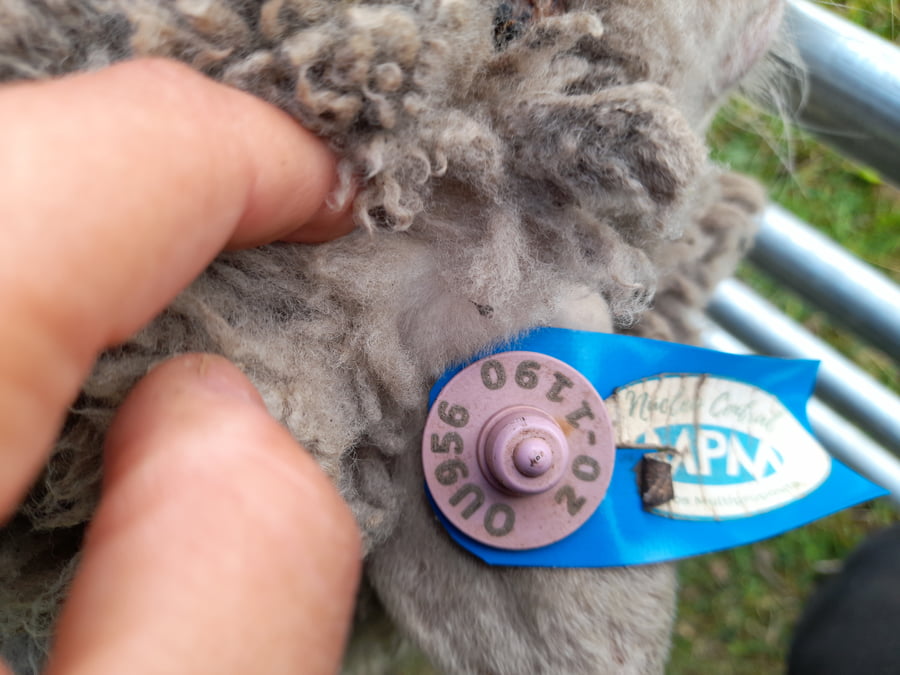 Lote Carnero TOP, 20-1190