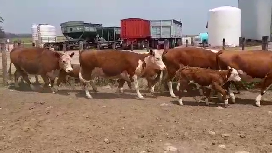 Lote 10 Piezas de cría HEREFORD a remate en Expo Ombúes en OMBUES DE LAVALLE