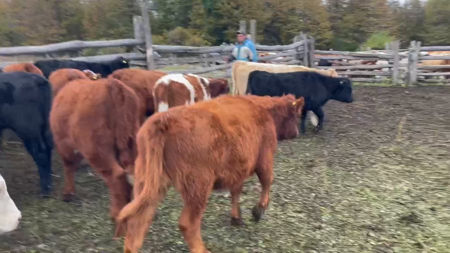 Lote 40 Ternera en Coyhaique, XI Región Aysén