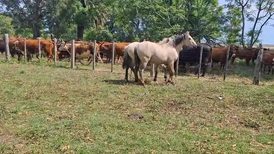 Lote POTRILLOS