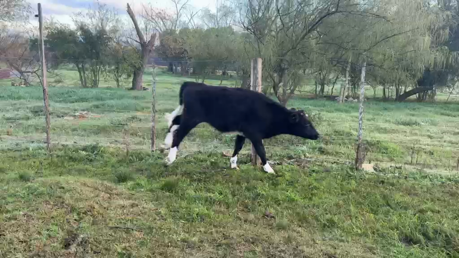 Lote TERNEROS
