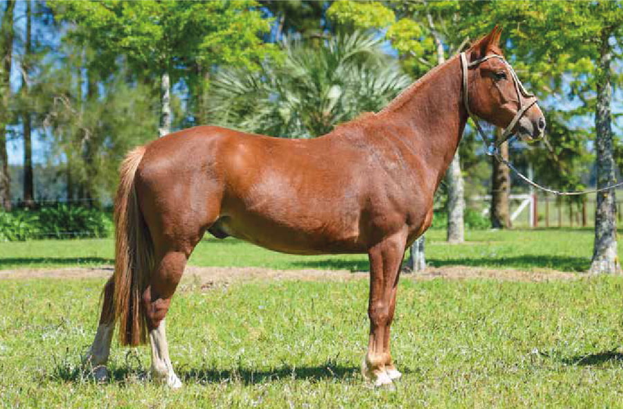 Lote El Gavilan Mete Miedo (RP 408) Cabaña "El Gavilán"