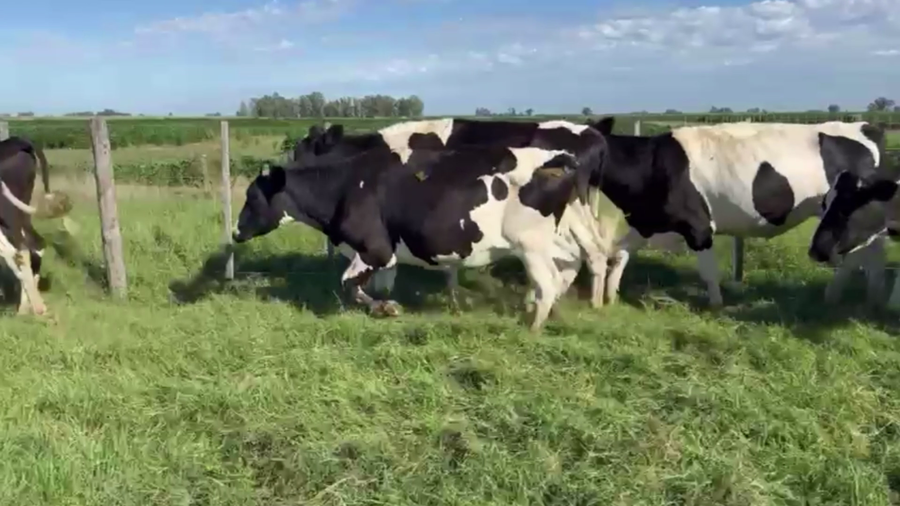 Lote 70 NOVILLOS O/N, CNEL. GRANADA, PCIA. BS. AS.