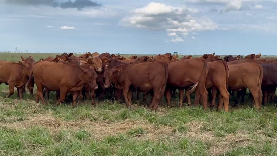 Lote 65 Terneras en Corrientes, Chavarría