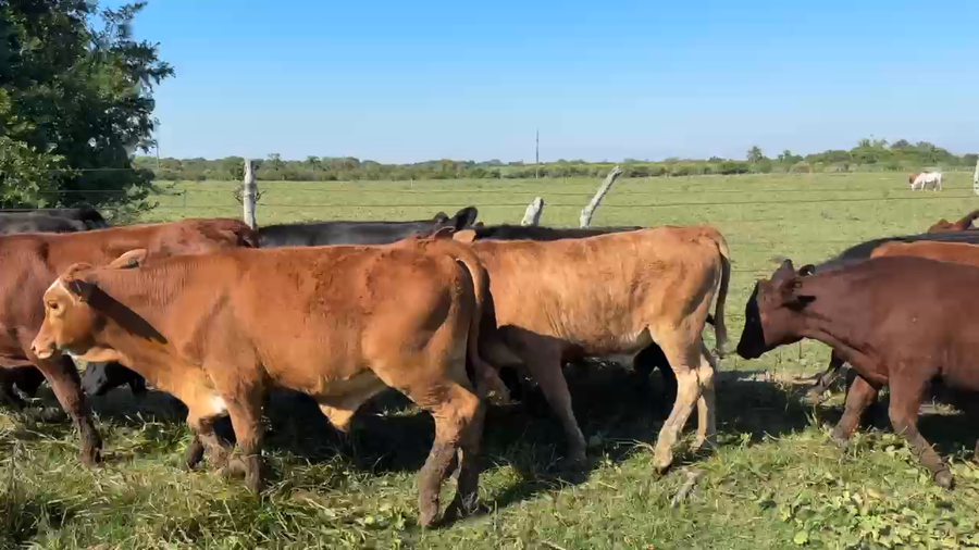 Lote 70 Terneros en Corrientes, Saladas