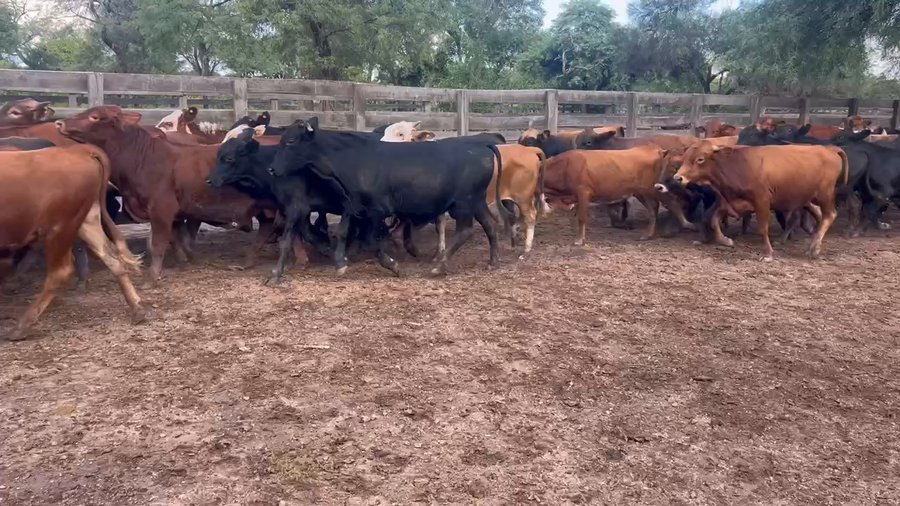 Lote 85 Novillitos en Juan José Castelli, Chaco