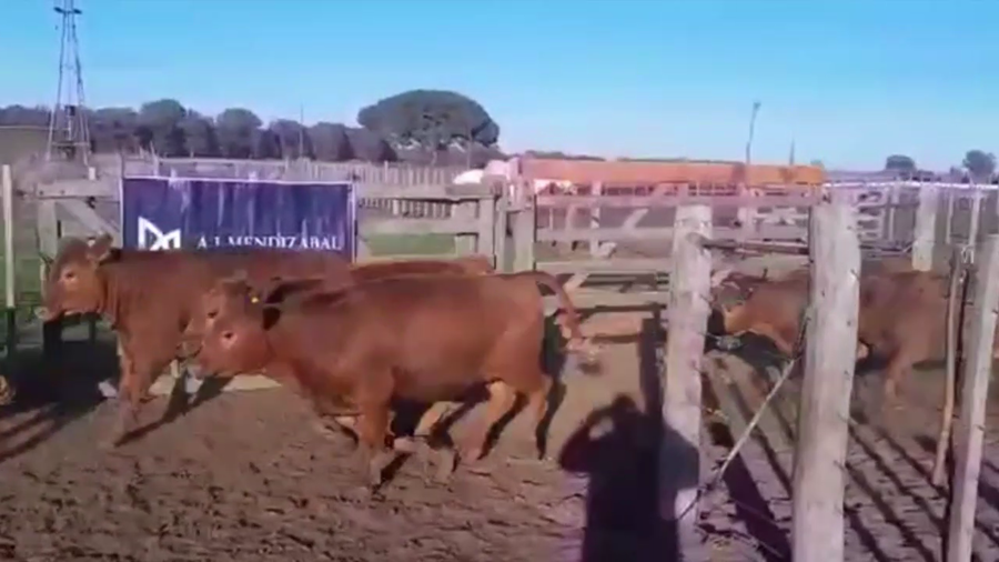 Lote 90 VAQUILLONAS, EN GUAMINI, BS. AS.