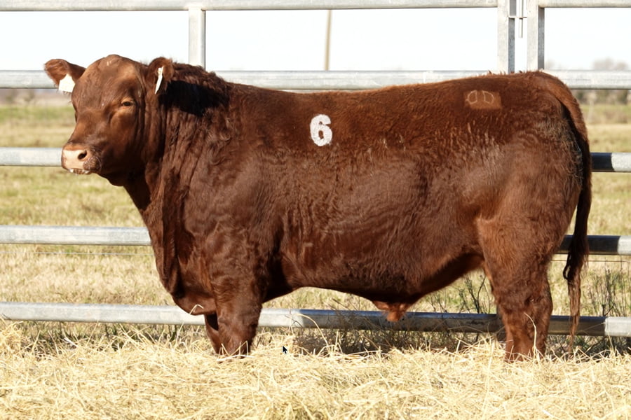 Lote TOROS ANGUS PUROS CONTROLADOS