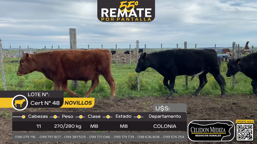 Lote 11 Novillos en Puntas del Rosario, Colonia
