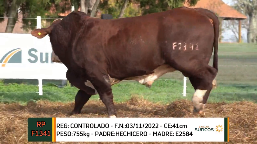 Lote TOROS BRAFORD 2022