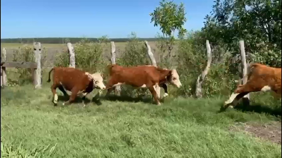 Lote 100 Terneros/as