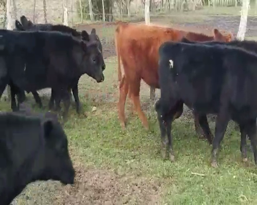 Lote 60 Terneros en Villaguay, Entre Ríos