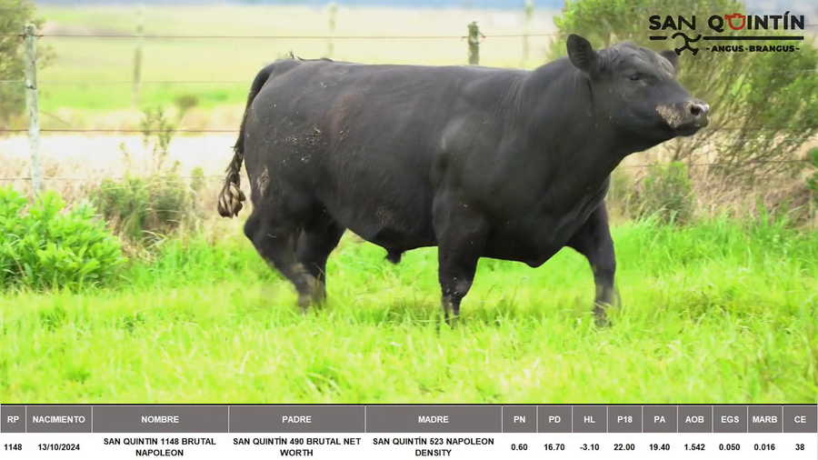 Lote ABERDEEN ANGUS PI