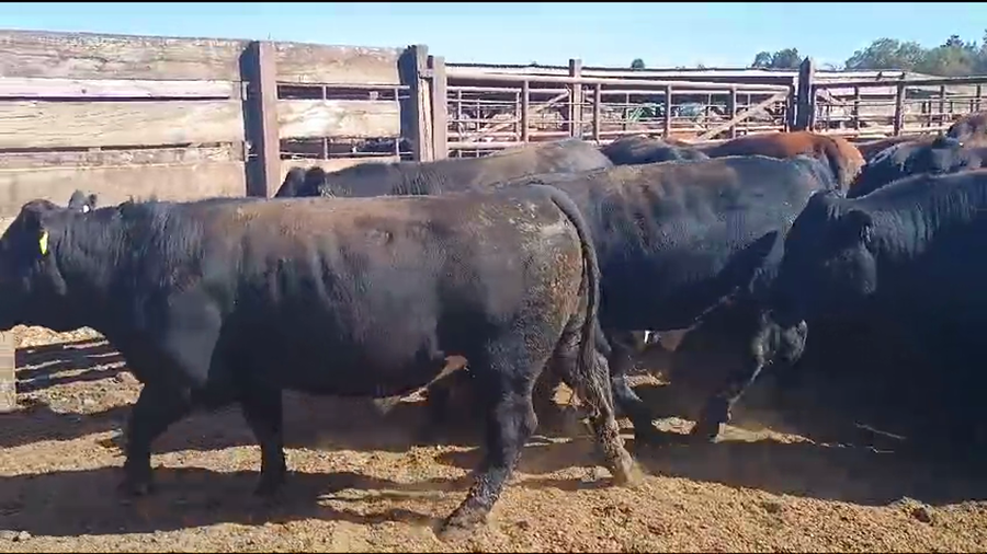 Lote 20 Novillo Gordo en Los Ángeles, VIII Región Biobío