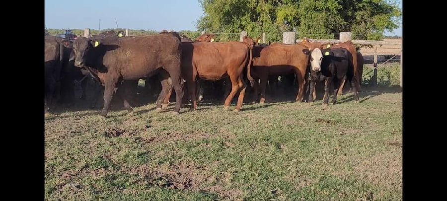 Lote 64 Vaquillonas en Entre Ríos, Villaguay