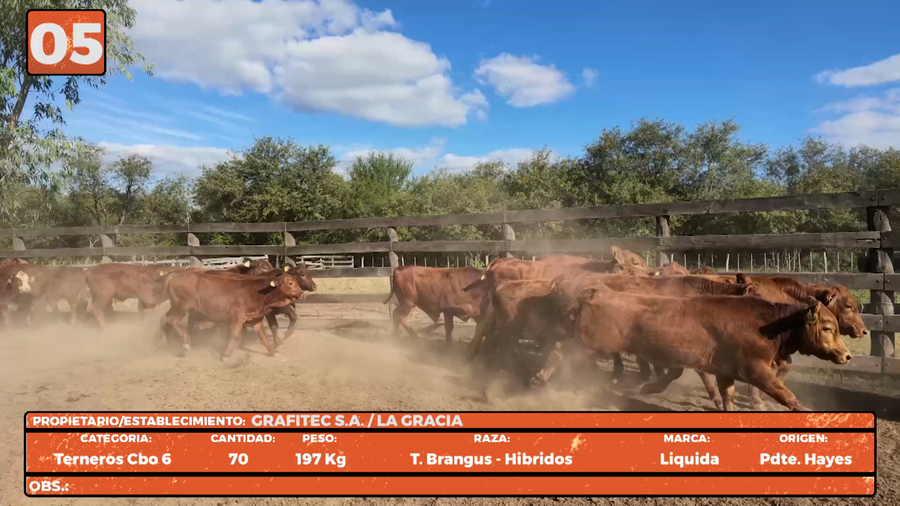 Lote LOTE 5