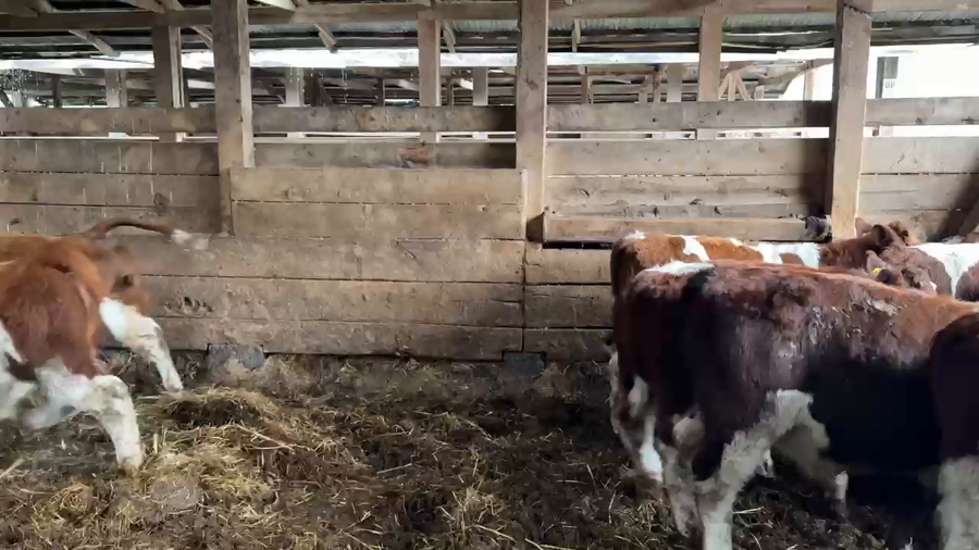 Lote 70 Ternero en Melipeuco, IX Región Araucanía