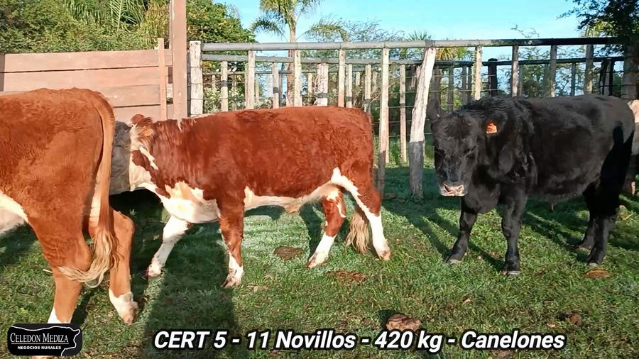 Lote 11 Novillos 1 a 2 años en Canelones