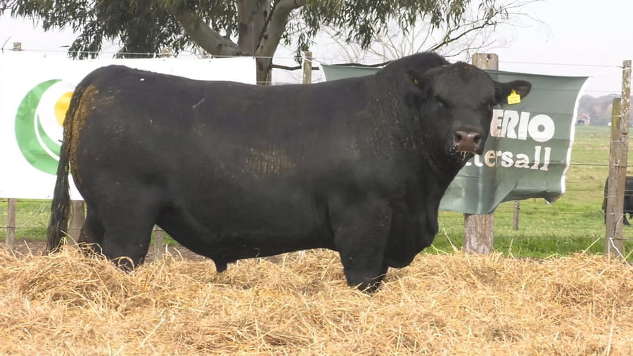 Lote TOROS PUROS POR CRUZA