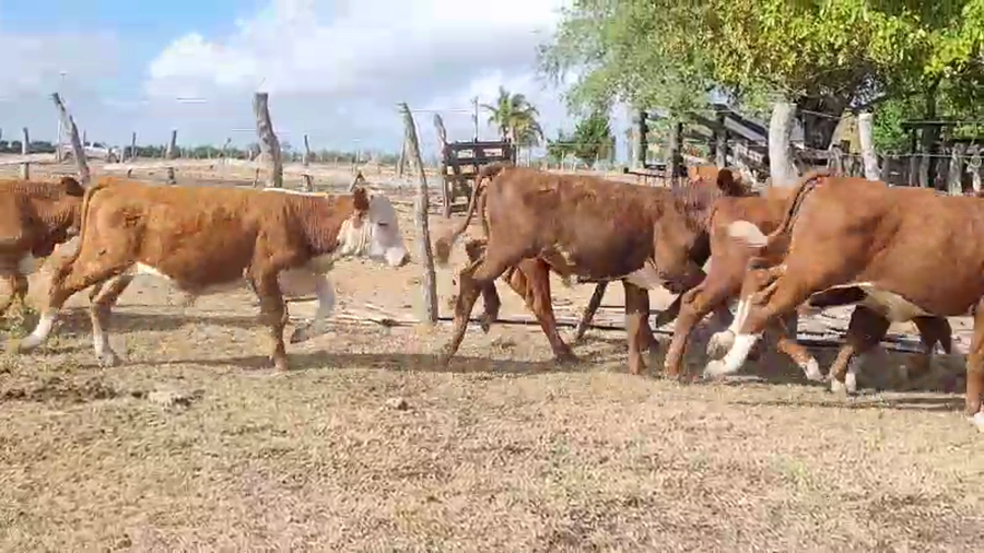Lote 30 Terneros en Villaguay, Entre Ríos