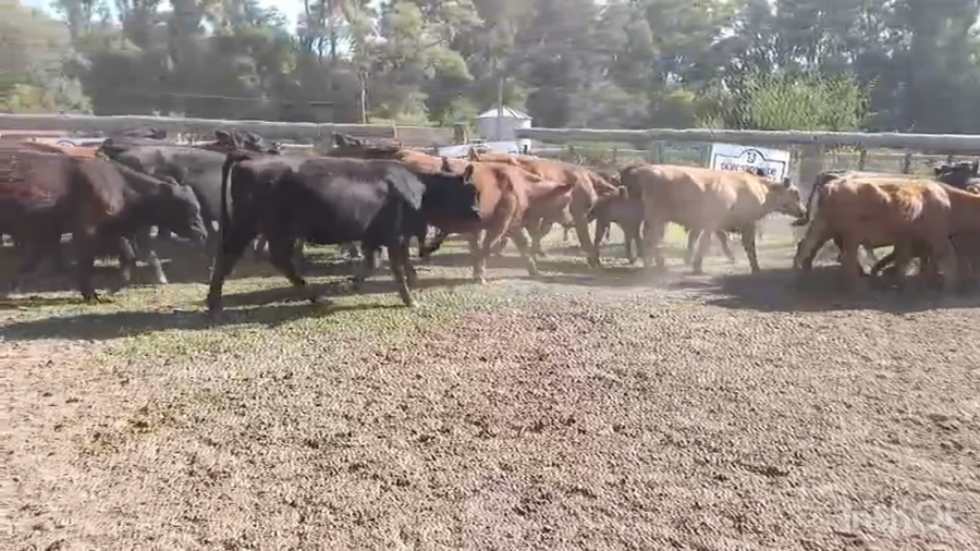 Lote 38 Novillitos