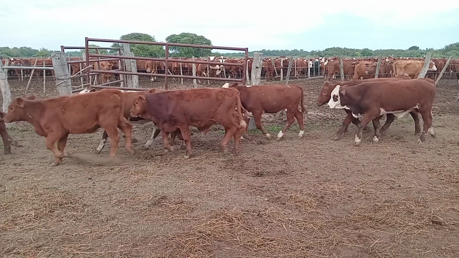 Lote 90 Terneros Braford, Brangus y sus cruzas en Naré, Santa Fe