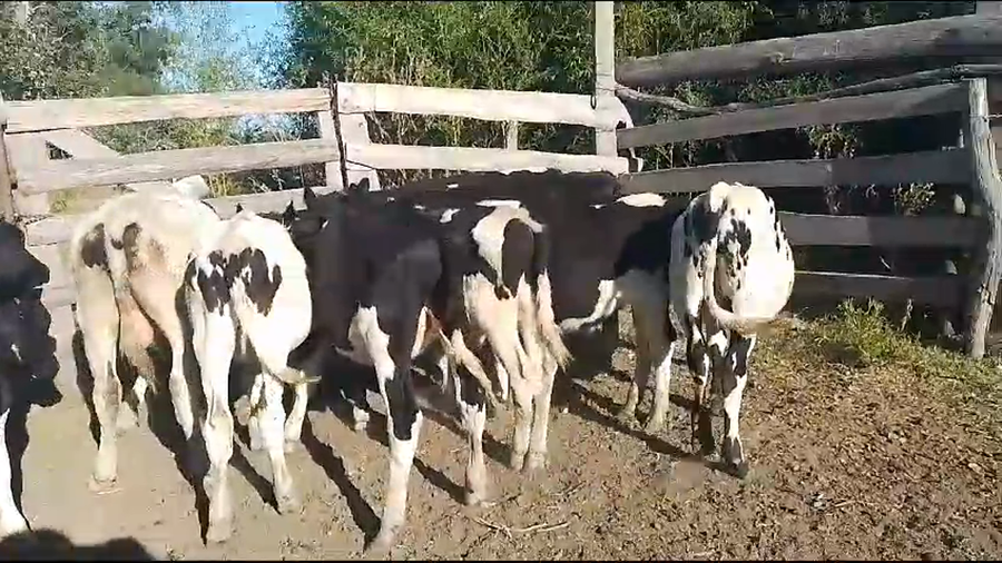 Lote terneros hol 16