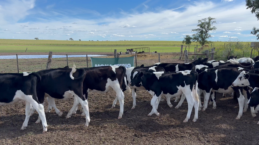 Lote 36 Terneros Holando en Rivera