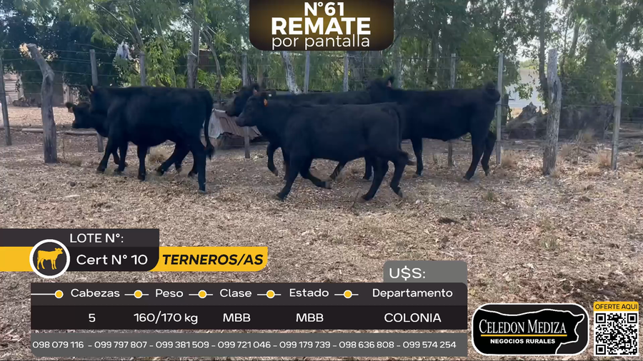 Lote 5 Terneras en El Chileno, Colonia