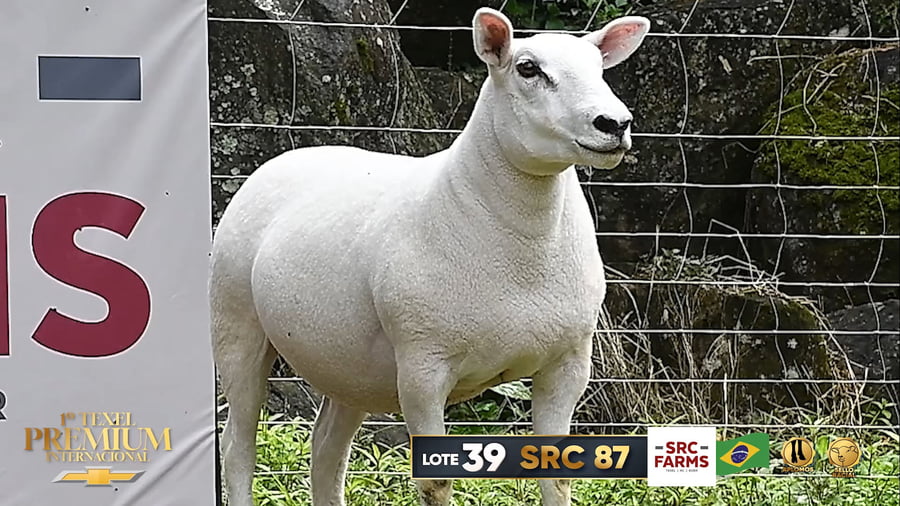 Lote Borregas a remate en 1º Texel Premium Internacional, Brasil