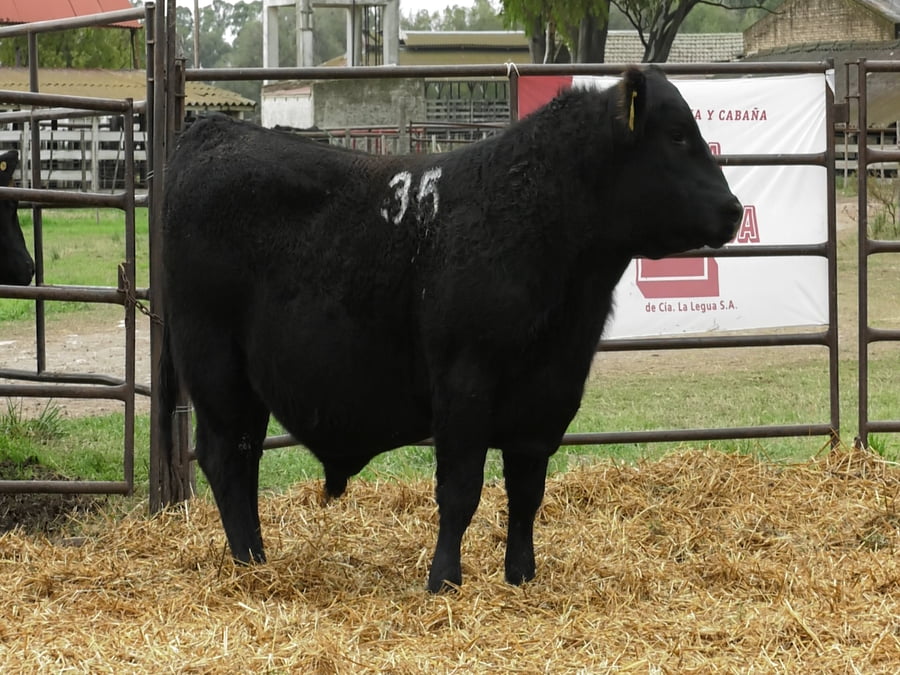 Lote TOROS ANGUS NEGROS PC