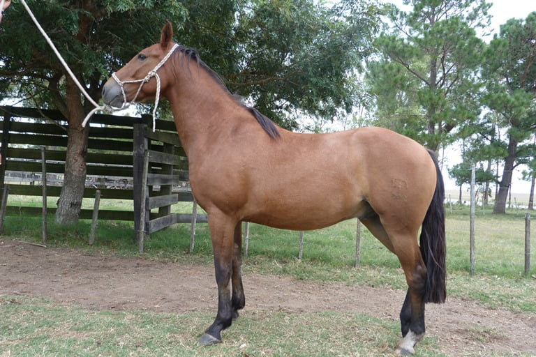 Lote LANZAZO ESCONDIDO