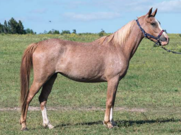 Lote BAR SUEÑO HARAS BINT AL REEH