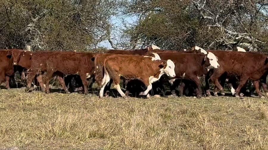 Lote 270 Terneros en Corrientes, Curuzú-Cuatiá