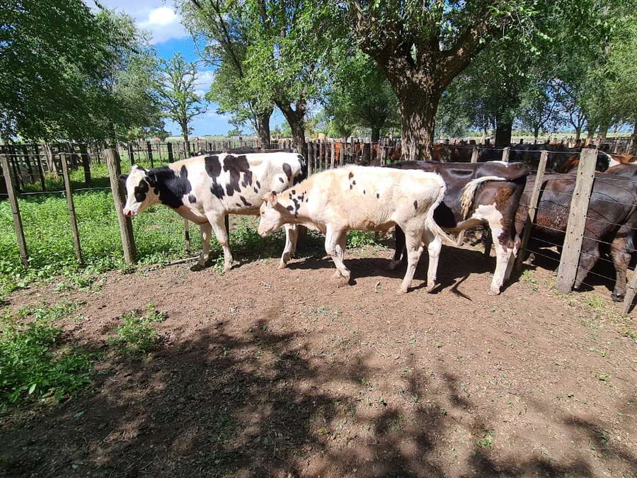 Lote 3 Novillitos en Gral. Lamadrid, Buenos Aires