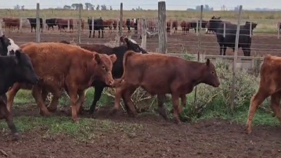 Lote Terneros/as en Los Toldos, Buenos Aires
