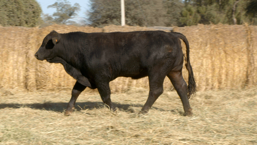 Lote TOROS Remate Nucleo Genbra