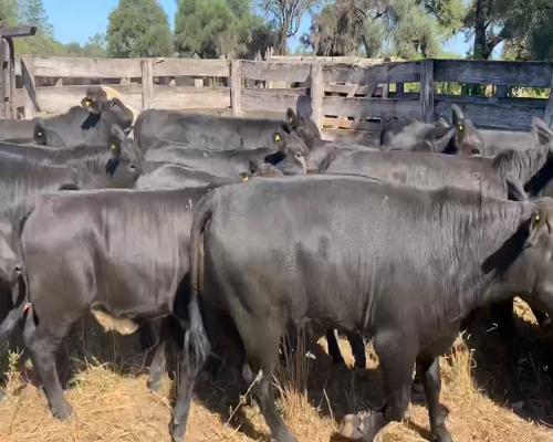 Lote 75 Terneros/as en Juan José Castelli, Chaco
