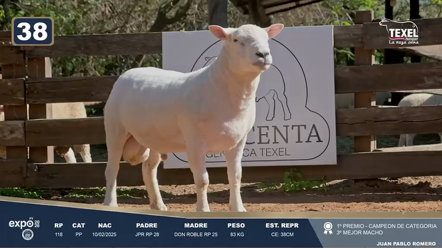 Lote LOTE 38