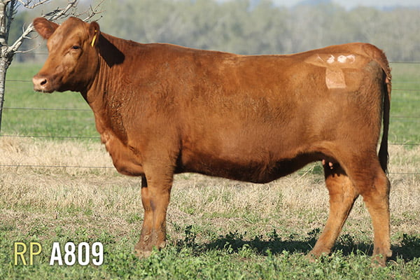 Lote 4 VACAS PREÑADAS PURAS DE PEDIGREE