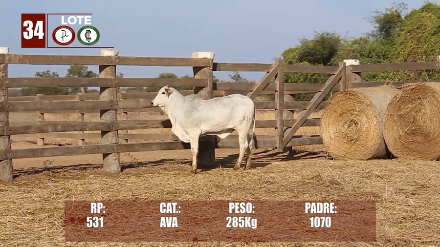 Lote Lote 34