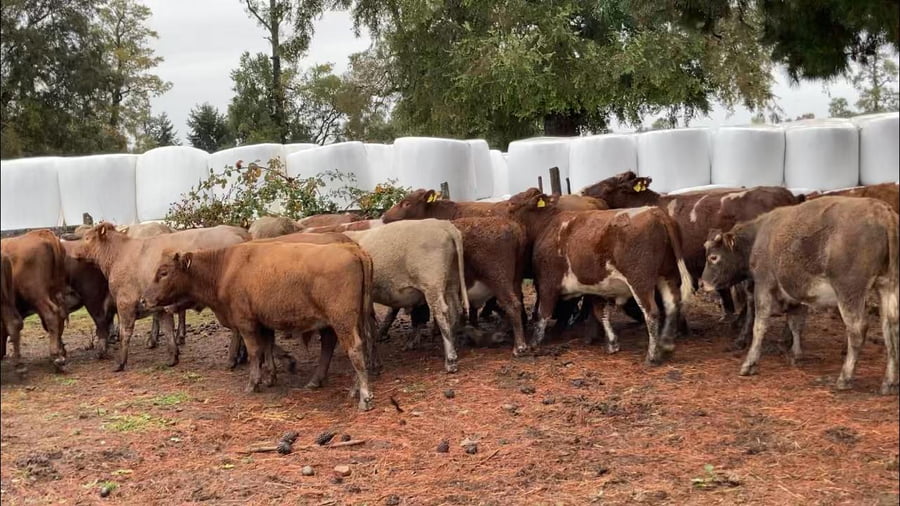 Lote 25 Novillo Engorda en X Región Los Lagos, Frutillar