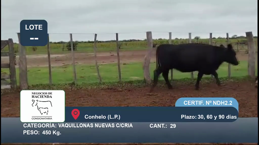 Lote 30 Vacas nuevas C/ cria en La Pampa, Conhelo