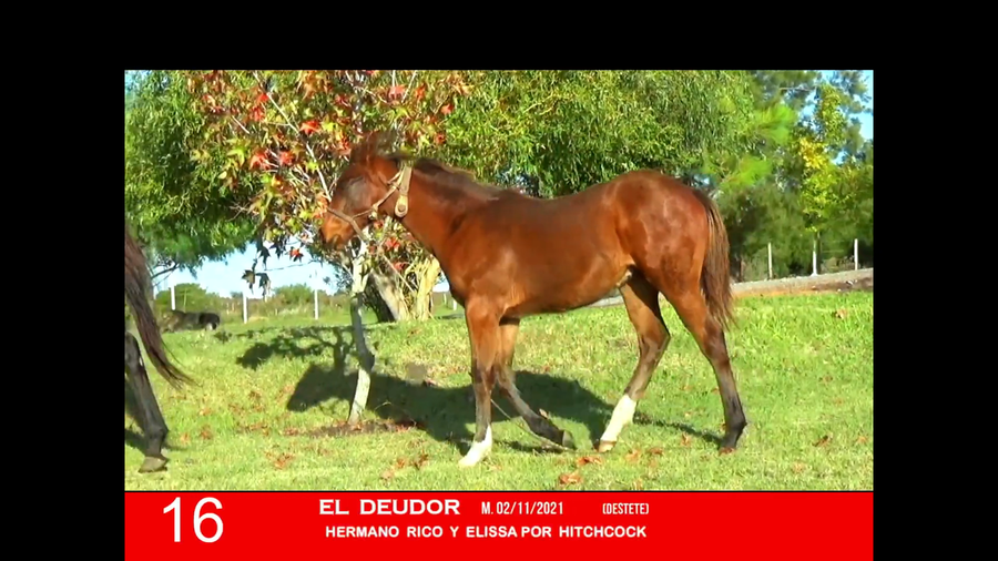 Lote EL DEUDOR