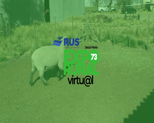 Lote BORREGA HAMPSHIRE DOWN