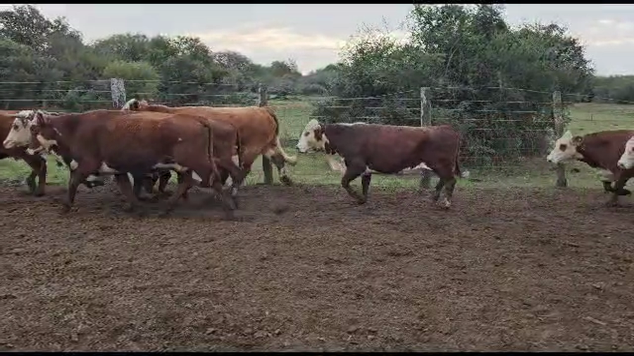 Lote 32 Vacas CUT preñadas Braford en San Justo, Santa Fe