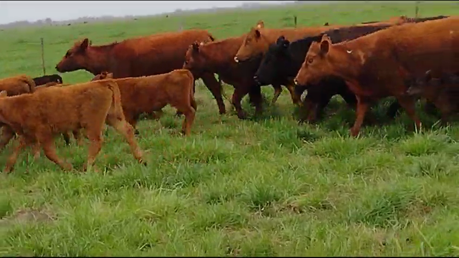 Lote 60 Vaquillonas C/ cria en Gral. Alvear, Buenos Aires