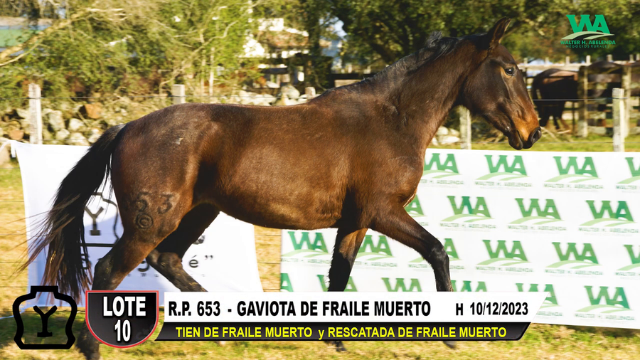 Lote GAVIOTA DE FRAILE MUERTO