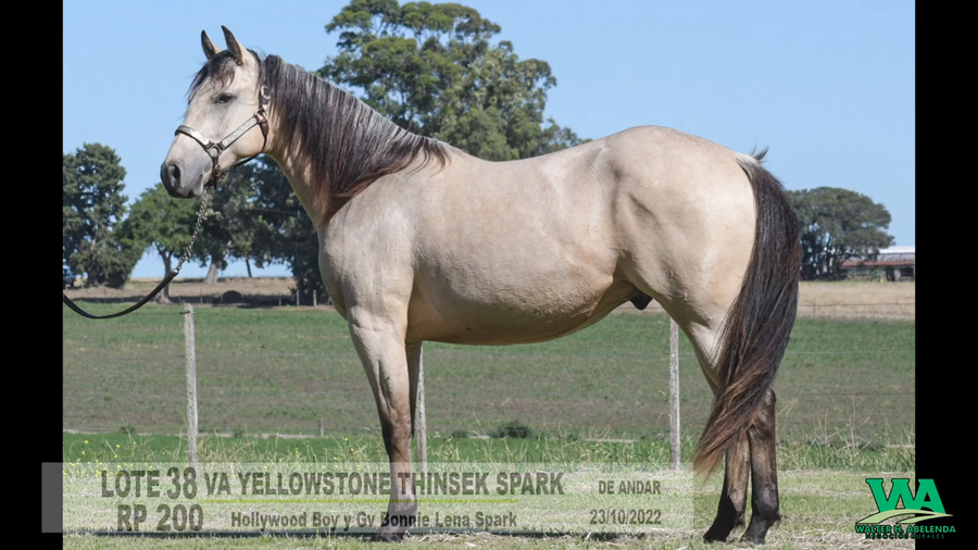 Lote VA YELLOWSTONE THINSEK SPARK